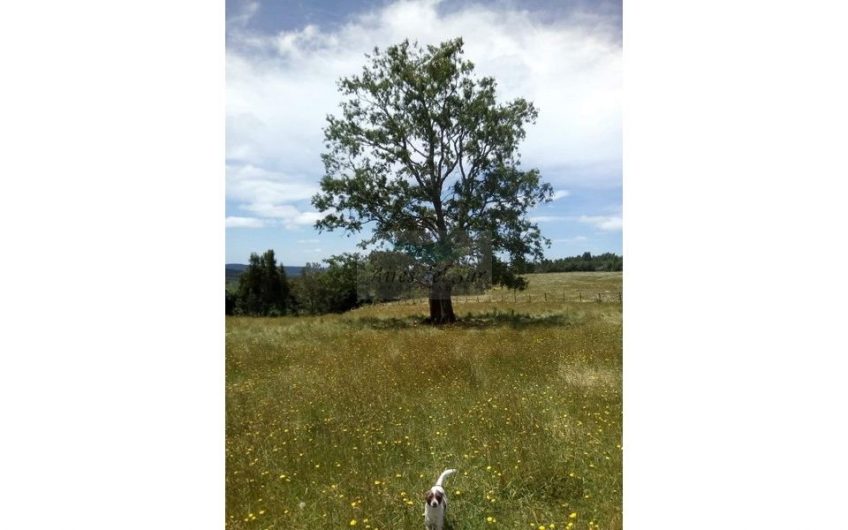 Se Vende Campo 15 ha, sector Los Parrones, 30 km de Osorno (ID24175)