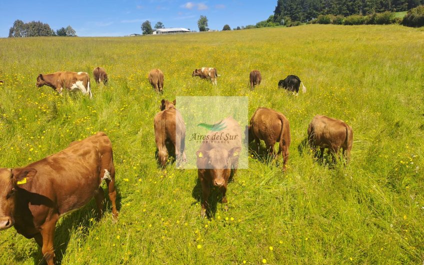 SE VENDE CAMPO DE 5 Ha EN SECTOR CHAPACO, RIO NEGRO (ID36686)