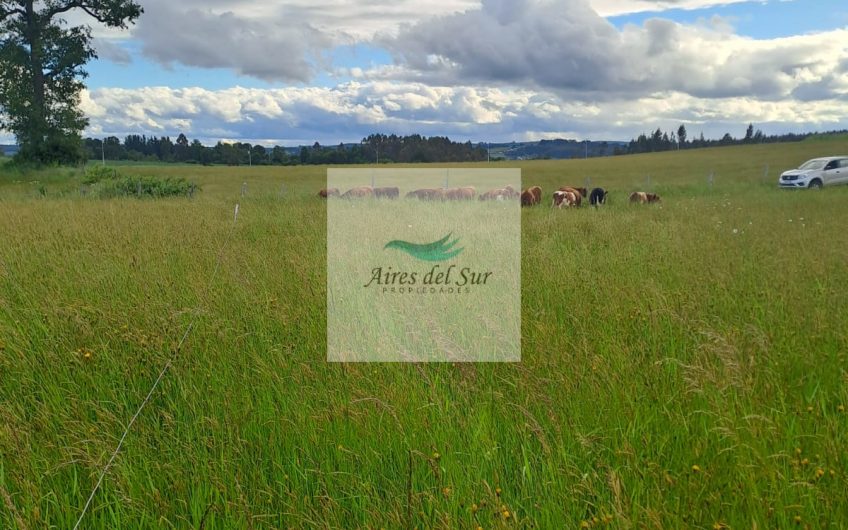 SE VENDE CAMPO DE 5 Ha EN SECTOR CHAPACO, RIO NEGRO (ID36686)